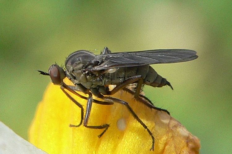 Empis Compsogyne