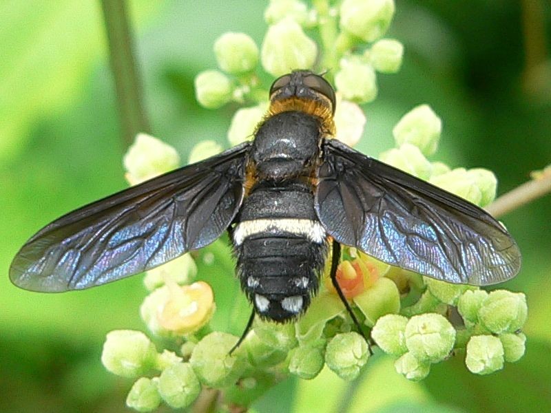 NolcAu