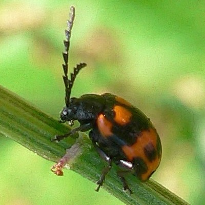 イタドリハムシ