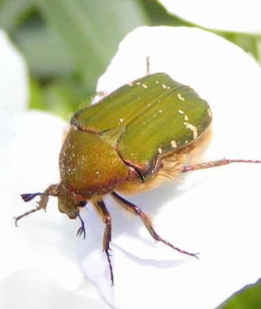 ハナムグリ