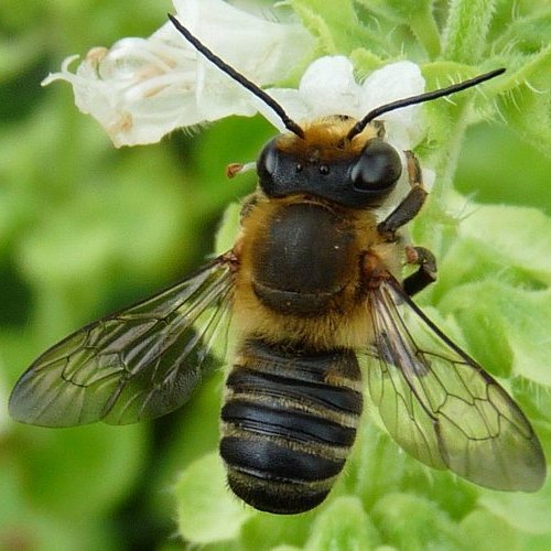 Megachile nipponica Cockerell