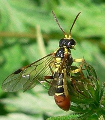 キコシホソハバチ