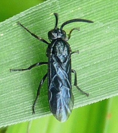 Arge similis