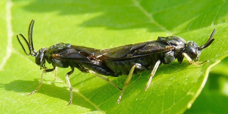 Sterictiphora pruni