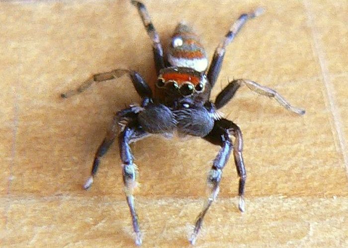ヨダンハエトリ