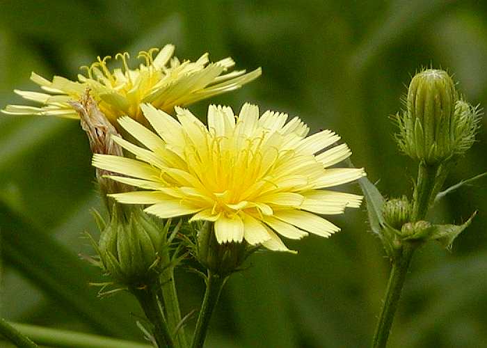 コウゾリナの写真