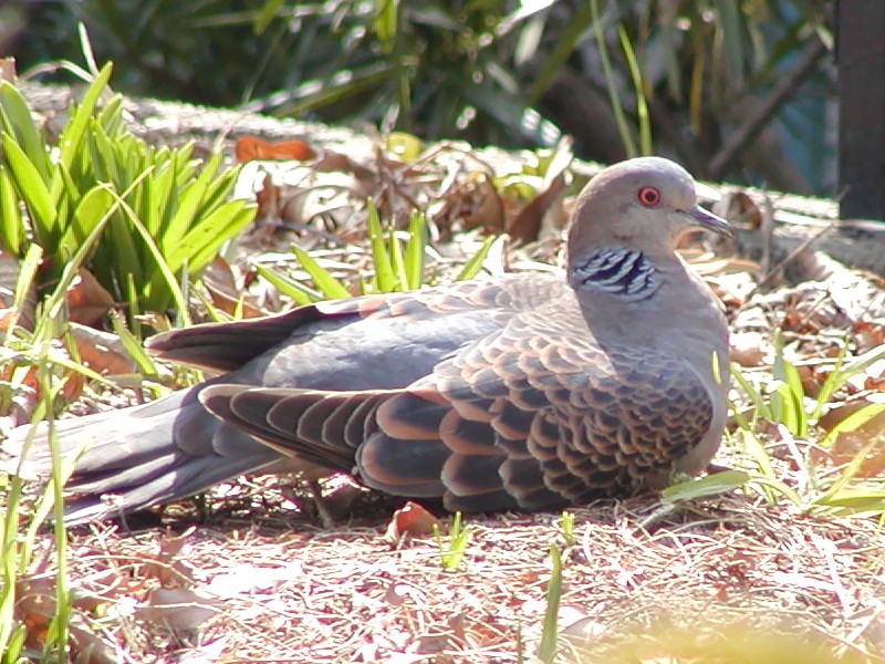 キジバト (画像庫)